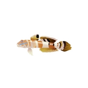 Tiger Goby